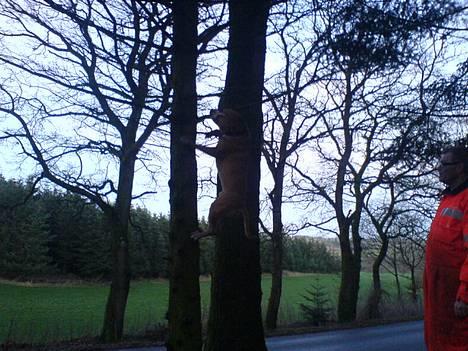 Amerikansk staffordshire terrier simba billede 6