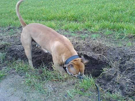 Amerikansk staffordshire terrier simba billede 7