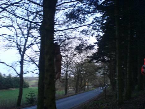 Amerikansk staffordshire terrier simba billede 8