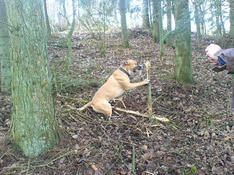 Amerikansk staffordshire terrier simba billede 9