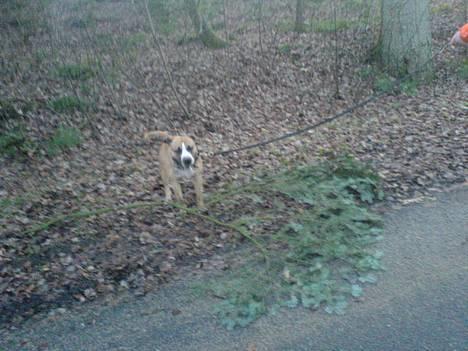 Amerikansk staffordshire terrier simba billede 10