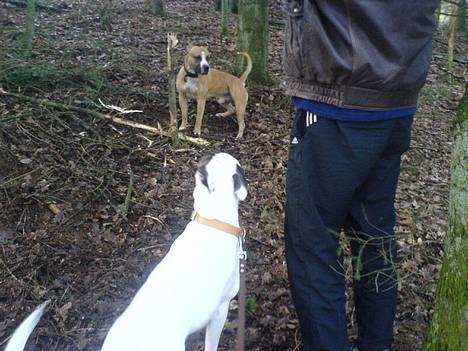 Amerikansk staffordshire terrier simba billede 11