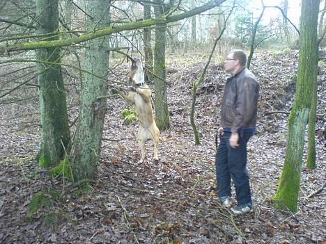 Amerikansk staffordshire terrier simba billede 12