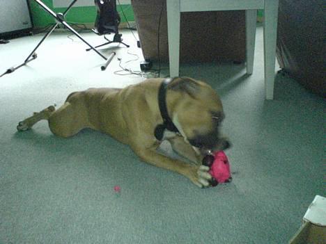 Amerikansk staffordshire terrier simba billede 13