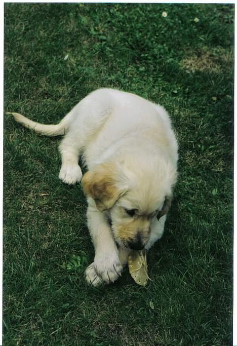 Golden retriever Nikki DØD 2008 :( billede 1