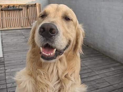 Golden retriever Nikki DØD 2008 :( billede 2
