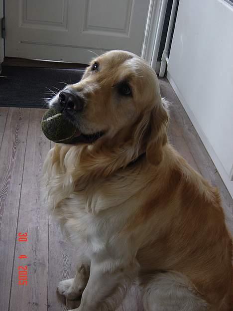 Golden retriever Nikki DØD 2008 :( billede 3