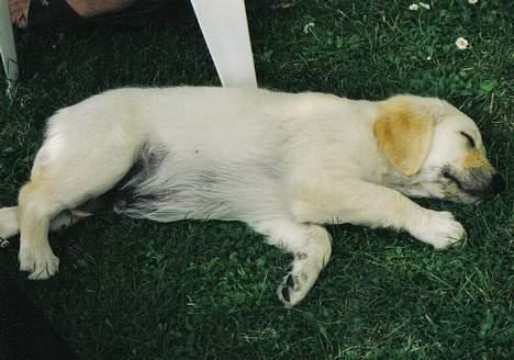 Golden retriever Nikki DØD 2008 :( billede 4