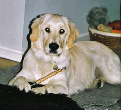 Golden retriever Nikki DØD 2008 :( billede 5
