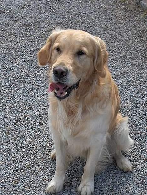 Golden retriever Nikki DØD 2008 :( billede 6