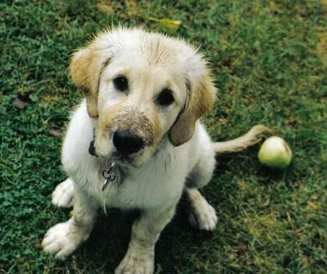Golden retriever Nikki DØD 2008 :( billede 7