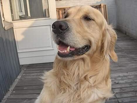 Golden retriever Nikki DØD 2008 :( billede 8
