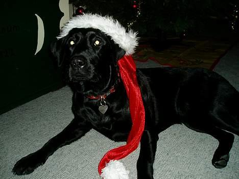 Labrador retriever Mille - Wee! Det er JUL.. Se min flotte nissehue jeg har lånt af Kristina.. billede 17