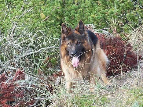 Schæferhund Hafran's Tasso 015 - Så bliver man ikke mere dejligt! <3 billede 16