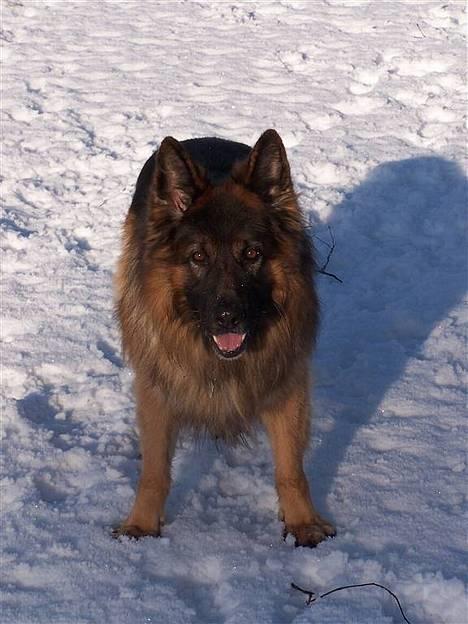 Schæferhund Hafran's Tasso 015 - i sneen billede 17