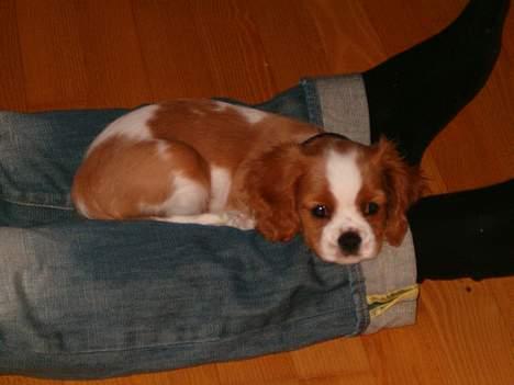 Cavalier king charles spaniel Karla - Karla slapper af sammen med mn bror billede 1