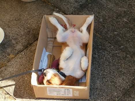 Cavalier king charles spaniel Karla - Det er hendes favorit sovestilling :) billede 2