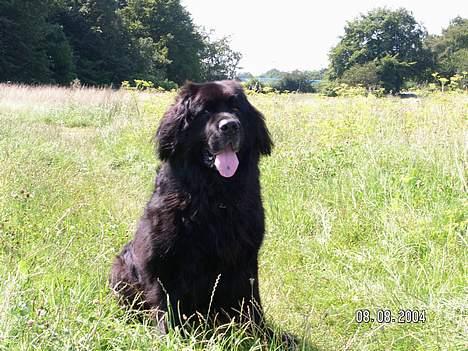 Newfoundlænder Djuan billede 4