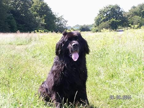 Newfoundlænder Djuan billede 5