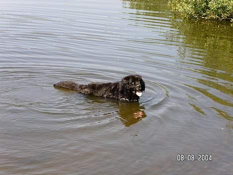 Newfoundlænder Djuan billede 6