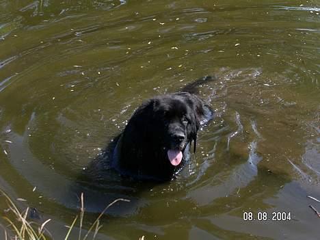 Newfoundlænder Djuan billede 7