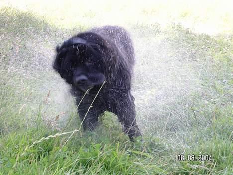 Newfoundlænder Djuan billede 8