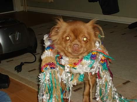 Blanding af racer Mica  R.I.P. - Ja, mor mener jeg  fryser når vi går tur, så nu har hun givet mig  halstørklæde på!  billede 14