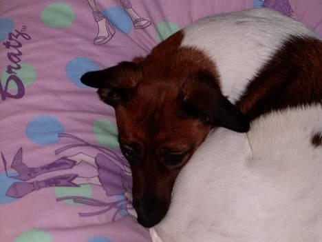 Dansk svensk gaardhund Frida - Malene!!! Kan jeg ikke få lov at sove i fred billede 1