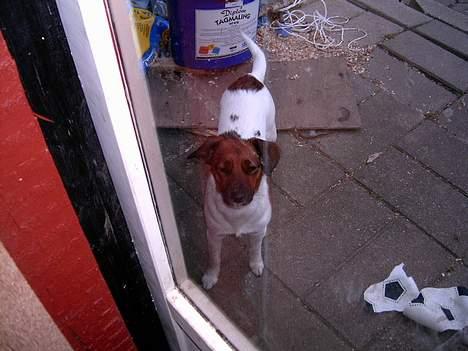 Dansk svensk gaardhund Frida - Luk mig ind,, det er koldt billede 2