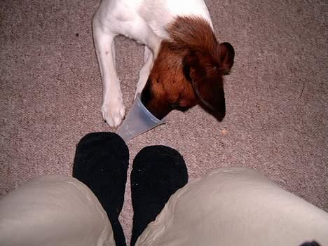 Dansk svensk gaardhund Frida - Umm Is billede 3