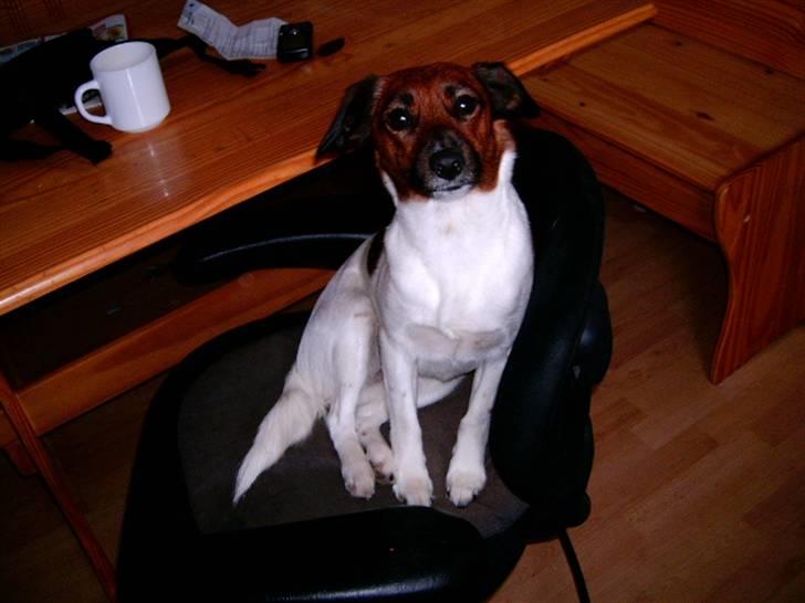 Dansk svensk gaardhund Frida billede 4