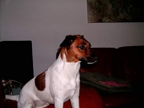 Dansk svensk gaardhund Frida billede 5