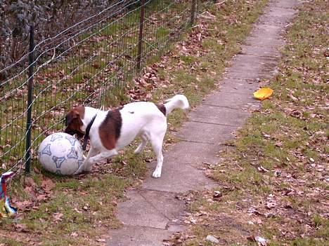 Dansk svensk gaardhund Frida billede 6
