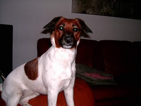 Dansk svensk gaardhund Frida billede 7