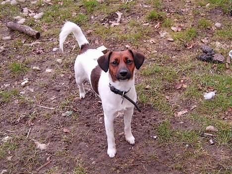 Dansk svensk gaardhund Frida billede 8