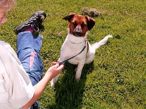 Dansk svensk gaardhund Frida billede 9
