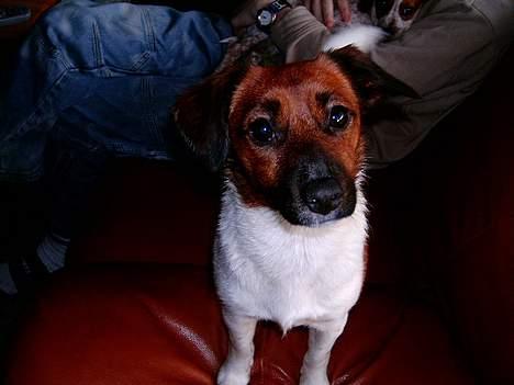 Dansk svensk gaardhund Frida billede 10