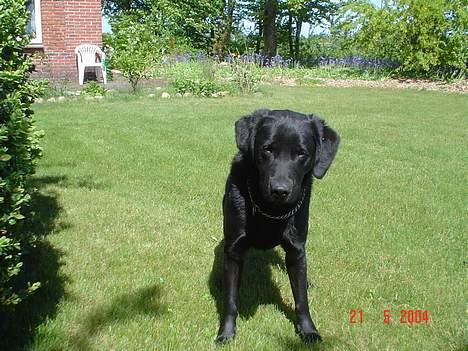 Labrador retriever Zeus billede 7