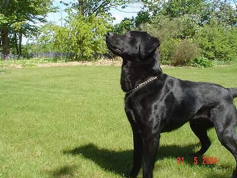 Labrador retriever Zeus billede 8