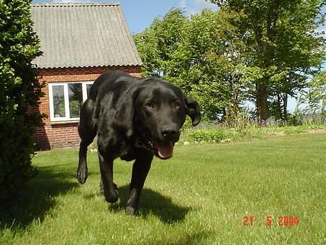 Labrador retriever Zeus billede 10