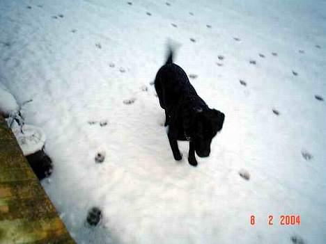 Labrador retriever Zeus billede 11