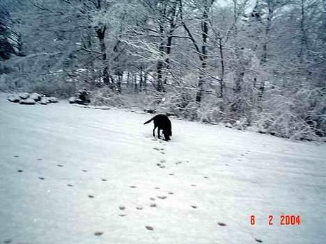 Labrador retriever Zeus billede 12