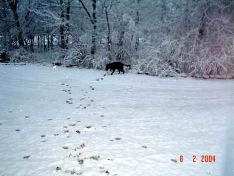 Labrador retriever Zeus billede 13