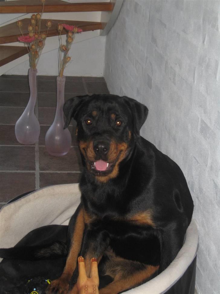 Rottweiler R.I.P Jessie pigen <3 - jaa, jeg sidder lidt underlig her! billede 10