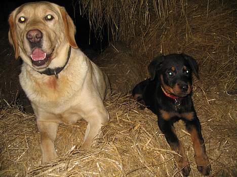 Rottweiler R.I.P Jessie pigen <3 - Hej hej det er en af mine venner, hun hedder sussie og er en lab.. billede 11