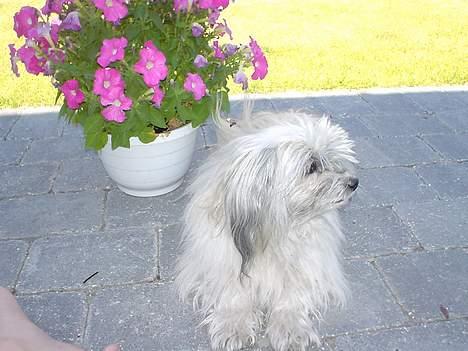 Bichon havanais Smilla - sommerdag. Smilla er bare supermodel :D 2006 billede 1