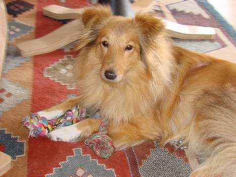 Shetland sheepdog Capstones Bella in Gold - Der bliver samlet legetøj ind billede 9