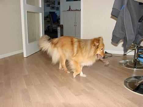 Shetland sheepdog Capstones Bella in Gold - En lidt alternativ måde at bære et torv på billede 10