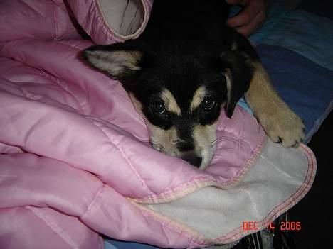 Blanding af racer Tiffany - jeg putter lige lidt.... billede 13