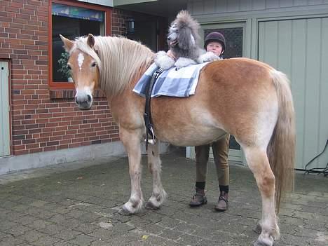 Storpuddel Kathie - Her er Kathie så en tur på hesteryg på haflingeren Tinni, de er så gode venner. billede 19
